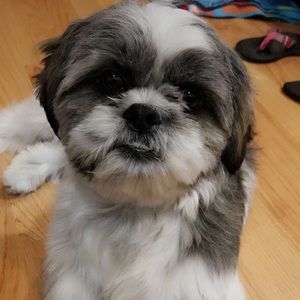 Meet your Posher, Ravin